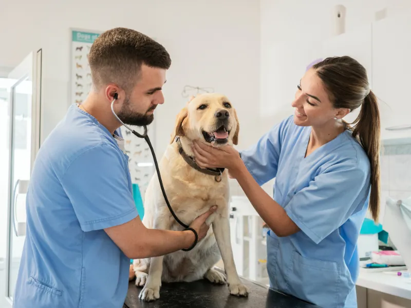 Consulta de labrador conduzida por dois veterinários